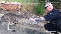 Officer helps out a kangaroo impacted by wildfire