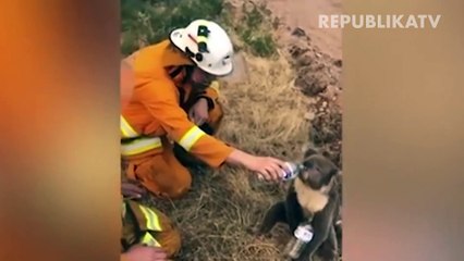 Kebakaran Hutan, Pemerintah Australia Siapkan Jutaan Dolar