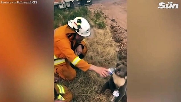 Australian animals died due to fire, AUSTRALIA fires
