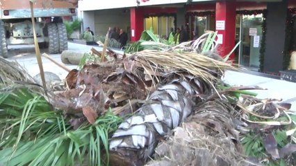 Makth nga palmat në Durrës! Priten 2 prej tyre, rrezikonin të këputeshin