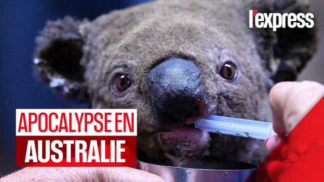 Incendies en Australie : des scènes d'apocalypse