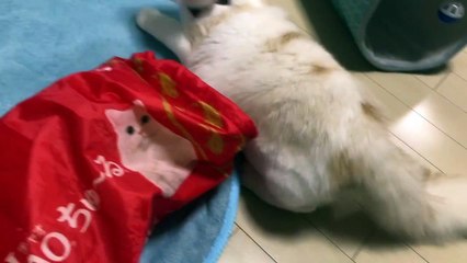 2020 # 3 Let's play with cats and toys!