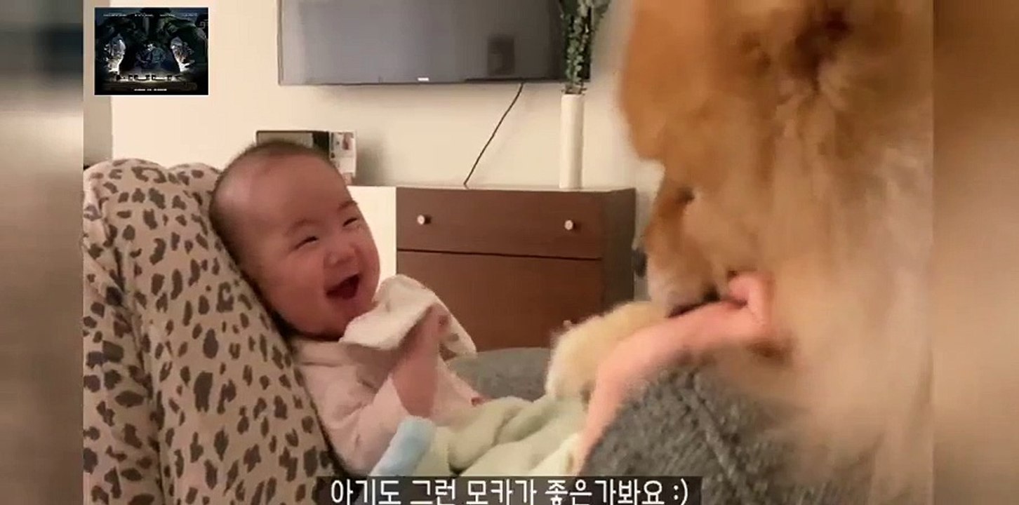 새로 태어난 동생을 너무나 사랑하는 강아지