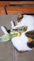 Sleeping Cat Protects its Bird Buddies