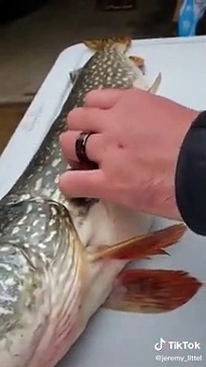 Ces pêcheurs vont trouver quelque chose d'incroyable dans le ventre de ce brochet