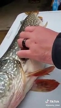 Ces pêcheurs vont trouver quelque chose d'incroyable dans le ventre de ce brochet