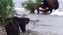Une famille d'ours en pleine séance de pêche