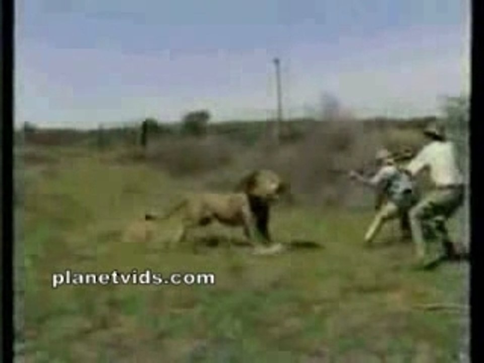 abattage d'un lion