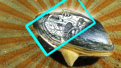 Download Video: Clams have a retractable foot inside their shells