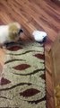 Parrot Teases Pouting Pooch