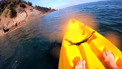 Kayaker's Up-Close Encounter with Pod of Orca