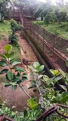 Nandankanan Zoology park BBSR