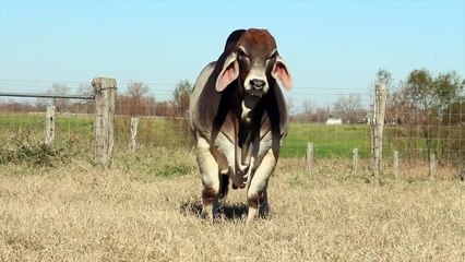 big cow brahman playing in field
