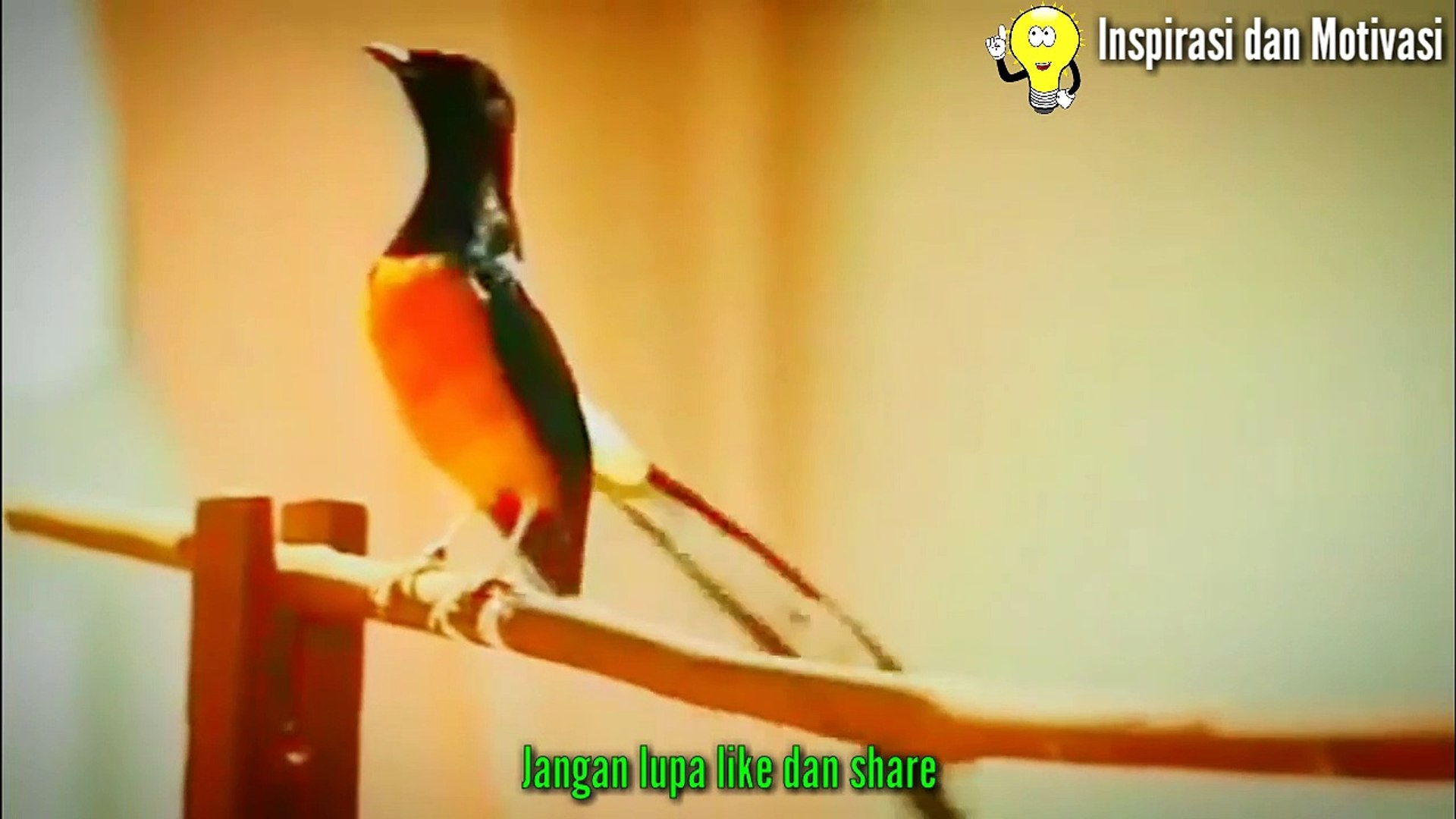 Burung Murai Gacor Video Dailymotion