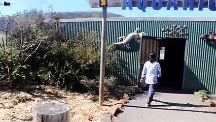Brides In Tasmania's Zoo Tasmania Australia