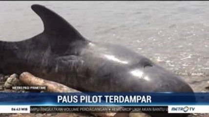 Paus Pilot Terdampar di Pantai Tolotio Gorontalo
