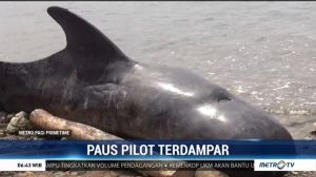 Paus Pilot Terdampar di Pantai Tolotio Gorontalo