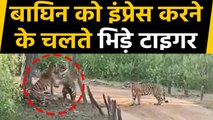 Kanha National Park के Mukki zone में एक बाघिन को इम्प्रेसन कर रहे दो Tiger | वनइंडिया हिंदी