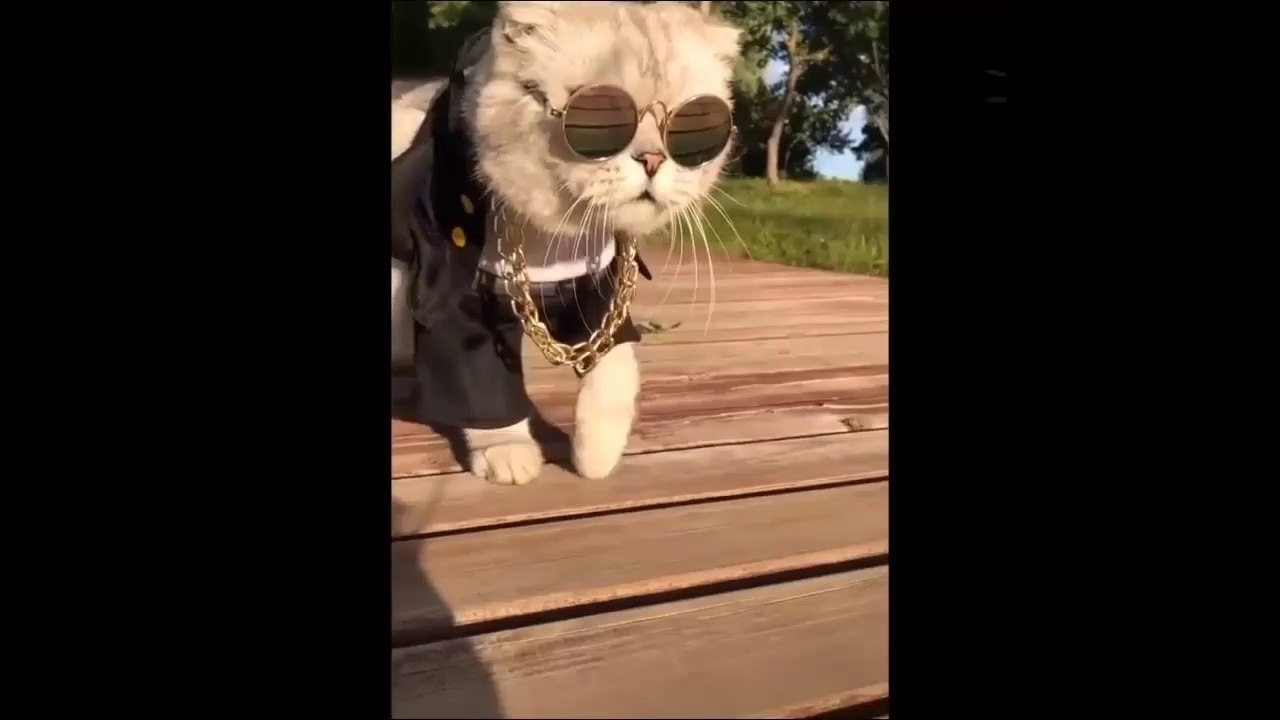 Crazy_Cats_Videos_2018_Best_Cat_Video