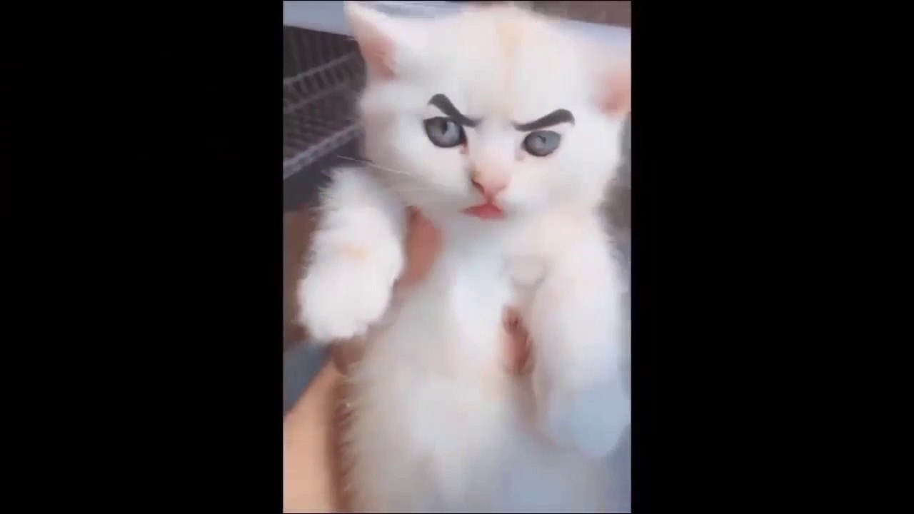 FUNNY_CATS_VIDEO_YOU_WILL_DIE_LAUGHING