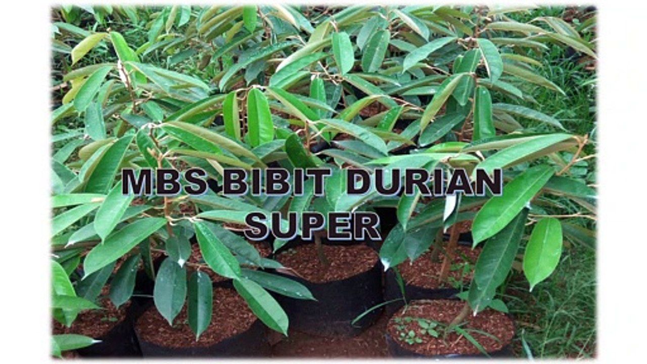 GROSIR, WA 0812-2707-5809, Benih Durian Apm Sulawesi Selatan