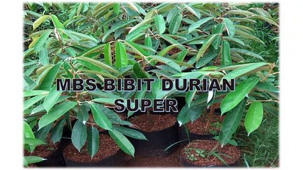 GROSIR, WA 0812-2707-5809, Benih Durian Apm Sulawesi Selatan