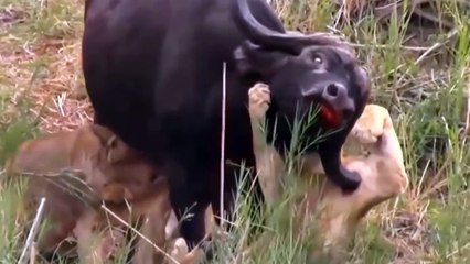 OMG! Single Buffalo Too Angry Destroy The Strongest Lion in African