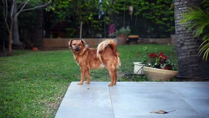 Dog,pet,animal,small,furry cute