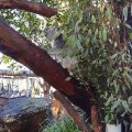 Life of Koala || Cute Koala Video Compilation 2020 ||  Koala an Australia Animals