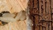 दीमक को एक ही बार में जड़ से खत्म करें, सबसे सही घरेलू उपाय | How to Get Rid Of Termites | Boldsky