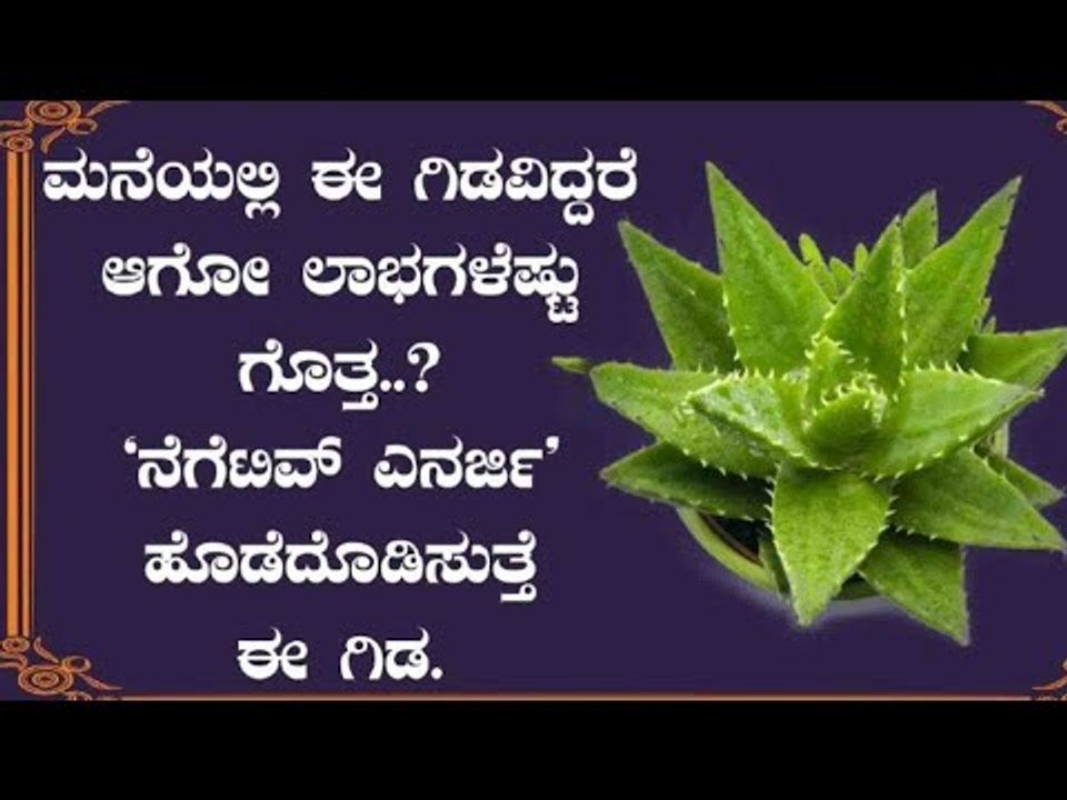 ಮನೆಯಲ್ಲಿ ಈ ಗಿಡವಿದ್ದರೆ ಆಗೋ ಲಾಭಗಳೆಷ್ಟು ಗೊತ್ತ ನೆಗೆಟಿವ್ ಎನರ್ಜಿ ಹೊಡೆದೊಡಿಸುತ್ತೆ ಈ ಗಿಡ