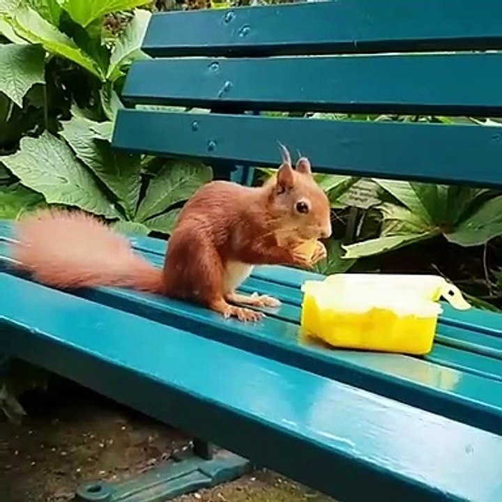 Best and Funniest Squirrel & Chipmunk Videos - Funny and Cute Animal Compilation 2020