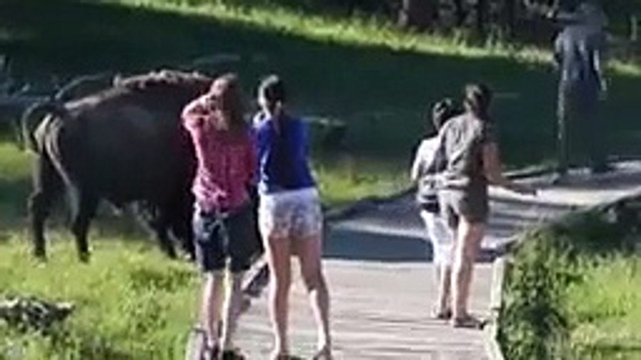 Amazing WILD Animal Encounters  3 _144p