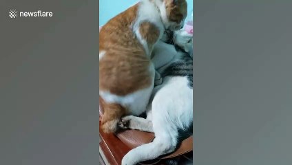 These two cats LOVE cuddling each other