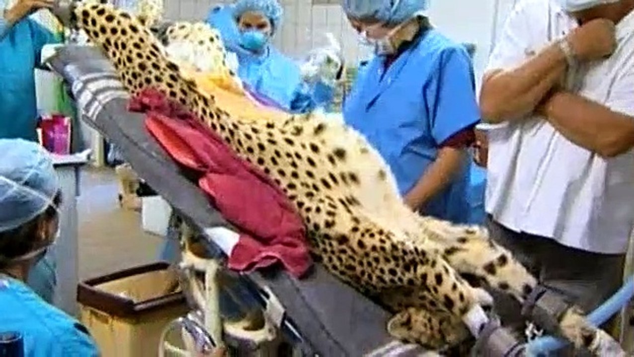 BBC - Horizon - 2007 - The Elephant's Guide To Sex