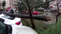 Devrilen ağaç iki aracın üzerine düştü