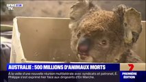 Ces Australiens viennent au secours des animaux touchés par les incendies