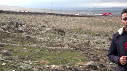 Diyarbakır güneydoğu'da yazın çalıştırılan eşekler, kışın ölüme terk ediliyor