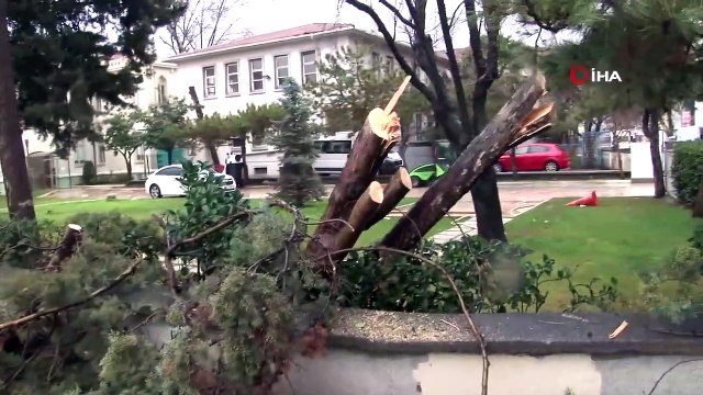 Kadıköy'de Enerji Teline Ağaç Devrildi Nostaljik Tramvay Seferleri Durdu