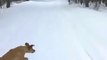 Dogs Playing in Snow Compilation - funny Dogs playing in snow video compilation
