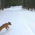 Dogs Playing in Snow Compilation - funny Dogs playing in snow video compilation