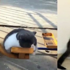 So many cute kittens videos compilation 2020 - Cute kittens videos compilation #1