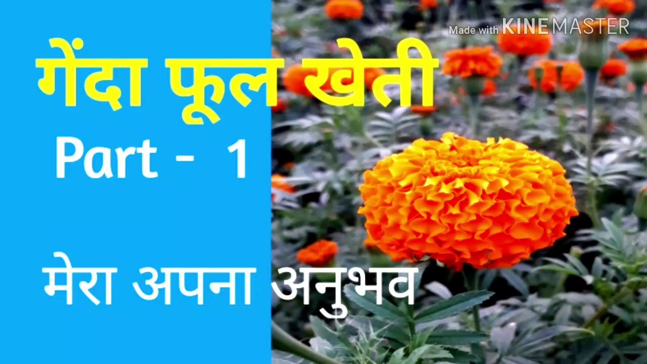 गेंदा फूल की खेती करें  लाखों कमाएं , गेंदा फूल की खेती  मेरा अपना  अनुभव ,  गेदा  फूल मुनाफे का  सौदा
