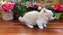 Meowing Cat Videos – Meow Cat Video – Kitten & Cat Meowing Happy – Cats Meow Kit_HD