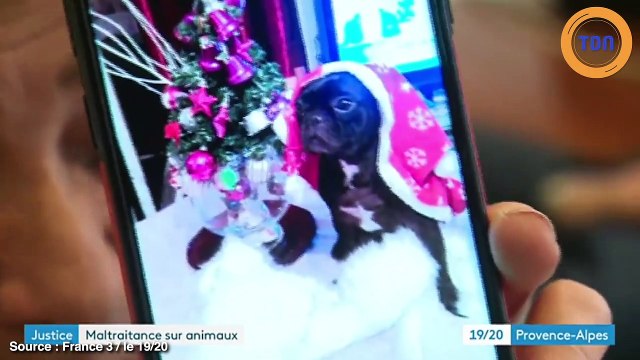 Il jette un chien du 4e étage d’un immeuble... La justice saisit immédiatement l'affaire !