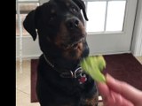 Un chien déteste les légumes et le fait savoir !