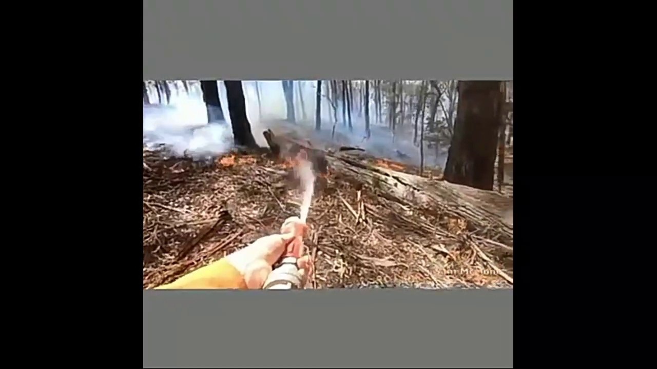 Fire fighter rescue baby kangaroo in Australia bush fire