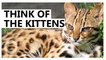 Taiwan's endangered leopard cats saved by road culverts