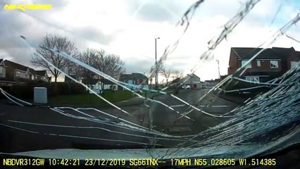 Dramatic moment a flying swan smashes into van's windscreen