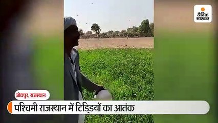 राजस्थान के 10 जिलों के 6364 गांवों में टिडि्डयों ने कर दी फसलें बर्बाद